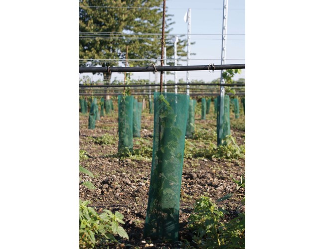 Klimawit Light 220 - 60cm